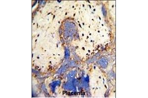 Formalin-fixed and paraffin-embedded human placenta with CPZ Antibody (N-term), which was peroxidase-conjugated to the secondary antibody, followed by DAB staining. (CPZ antibody  (N-Term))