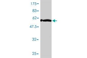 Western Blot detection against Immunogen (60. (HMOX2 antibody  (AA 1-316))