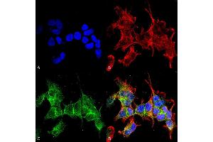 Immunocytochemistry/Immunofluorescence analysis using Mouse Anti-Ankyrin G Monoclonal Antibody, Clone S106-20 . (Ankyrin G antibody  (C-Term) (PE))