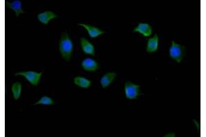 Immunofluorescence (IF) image for anti-14-3-3 zeta (YWHAZ) (AA 133-212) antibody (ABIN7142109)