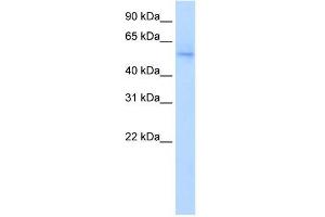 NAB1 antibody  (N-Term)