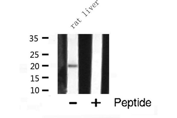 PRAF2 antibody  (C-Term)