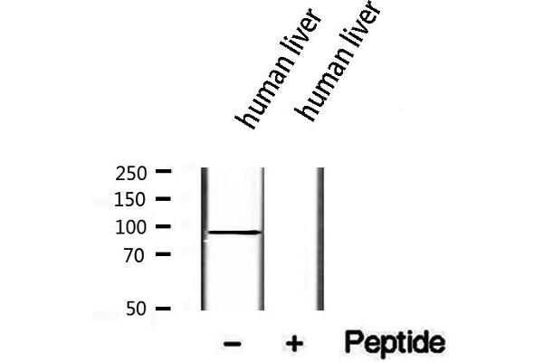 TCTN2 antibody  (Internal Region)