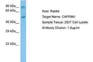 Host: RabbitTarget Name: CAPRIN1Antibody Dilution: 1. (Caprin-1 antibody  (C-Term))