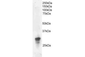 ABIN184670 staining (2µg/ml) of Jurkat lysate (RIPA buffer, 35µg total protein per lane). (GRB2 antibody  (C-Term))