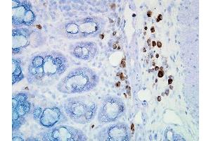 Immunohistochemistry analysis using Mouse Anti-Hsp90 Monoclonal Antibody, Clone D7alpha (ABIN361792 and ABIN361793). (HSP90 antibody)