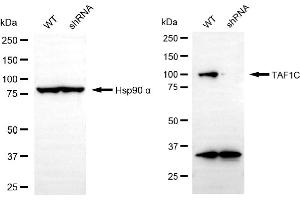 Western blotting analysis using TAF1C antibody (ABIN7800517).