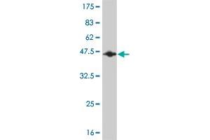Western Blotting (WB) image for anti-RNA Binding Motif Protein 5 (RBM5) (AA 75-184) antibody (ABIN564403)
