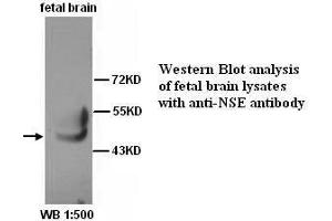 Image no. 1 for anti-Enolase 2 (Gamma, Neuronal) (ENO2) (C-Term) antibody (ABIN791012) (ENO2/NSE antibody  (C-Term))