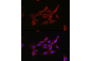 Immunofluorescence analysis of NIH/3T3 cells using Inhibin beta A (INHBA) Rabbit pAb (ABIN6129032, ABIN6142459, ABIN6142460 and ABIN6221533) at dilution of 1:50 (40x lens). (INHBA antibody  (AA 21-426))