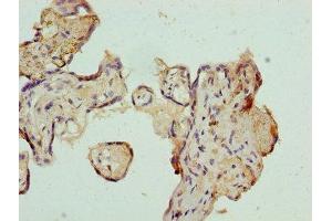 Immunohistochemistry of paraffin-embedded human placenta tissue using ABIN7144341 at dilution of 1:100 (Antizyme Inhibitor 1 antibody  (AA 101-400))