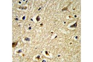 IHC analysis of FFPE human brain tissue stained with CYP2E1 antibody (CYP2E1 antibody  (AA 402-429))