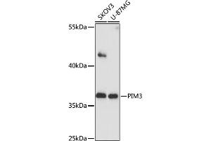 Western blot analysis of extracts of various cells, using PIM3 antibody (ABIN7269376) at 1:1000 dilution. (PIM3 antibody  (AA 247-326))