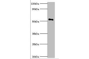 Western blot All lanes: Mothers against decapentaplegic homolog 9 antibody at 2 μg/mL + 293T whole cell lysate Secondary Goat polyclonal to rabbit IgG at 1/10000 dilution Predicted band size: 53, 49 kDa Observed band size: 53 kDa (SMAD9 antibody  (AA 1-300))