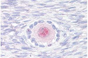 Anti-TM9SF4 antibody  ABIN1049415 IHC staining of human, ovary. (TM9SF4 antibody  (Internal Region))