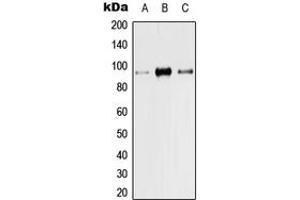 Western blot analysis of TRPV1 expression in Hela (A), Raw264. (TRPV1 antibody  (N-Term))