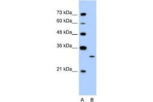 WB Suggested Anti-EGFL8 Antibody Titration:  1. (EGFL8 antibody  (C-Term))