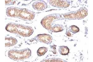 Formalin-fixed, paraffin-embedded human Testis stained with gp100 Mouse Monoclonal Antibody (PMEL/783).