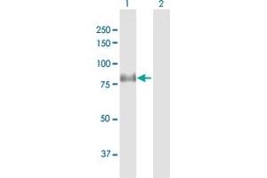 Western Blot analysis of DLL1 expression in transfected 293T cell line by DLL1 MaxPab polyclonal antibody. (DLL1 antibody  (AA 1-723))