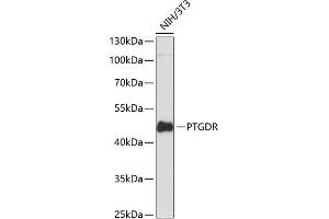 Western blot analysis of extracts of NIH/3T3 cells, using PTGDR antibody (ABIN6132565, ABIN6146395, ABIN6146396 and ABIN6216668) at 1:3000 dilution. (PTGDR antibody  (AA 220-359))