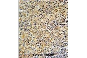 HCK Antibody (N-term) (ABIN652384 and ABIN2841853) immunohistochemistry analysis in formalin fixed and paraffin embedded human spleen tissue followed by peroxidase conjugation of the secondary antibody and DAB staining. (HCK antibody  (N-Term))