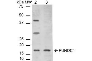 Western blot analysis of Mouse, Rat Liver cell lysates showing detection of ~17. (FUNDC1 antibody  (N-Term) (Atto 488))