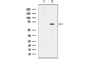 anti-Leucine-rich repeat protein SHOC-2 (SHOC2) (C-Term) antibody