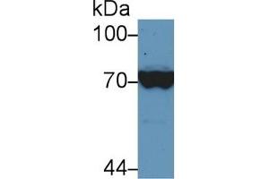 Detection of HSPA1L in Human Hela cell lysate using Polyclonal Antibody to Heat Shock 70 kDa Protein 1 Like Protein (HSPA1L) (HSPA1L antibody  (AA 1-641))