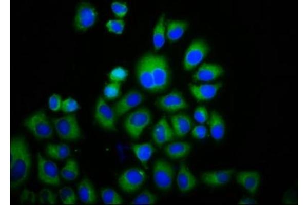 TRPM3 antibody  (AA 1606-1713)