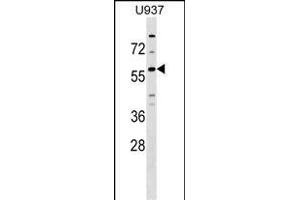GPR75 Antibody (C-term) (ABIN1537271 and ABIN2848849) western blot analysis in  cell line lysates (35 μg/lane). (GPR75 antibody  (C-Term))