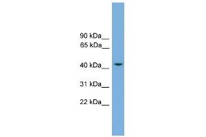 WB Suggested Anti-RASSF8 Antibody Titration: 0. (RASSF8 antibody  (N-Term))