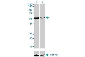 Western blot analysis of DARS over-expressed 293 cell line, cotransfected with DARS Validated Chimera RNAi (Lane 2) or non-transfected control (Lane 1). (DARS antibody  (AA 393-500))