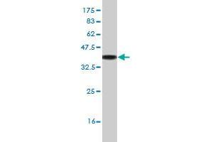 Western Blot detection against Immunogen (33. (SOX3 antibody  (AA 375-446))