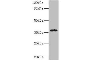 Western blot All lanes: GPR82 antibody IgG at 10 μg/mL+ Mouse skeletal muscle tissue Secondary Goat polyclonal to rabbit IgG at 1/10000 dilution Predicted band size: 38 kDa Observed band size: 38 kDa
