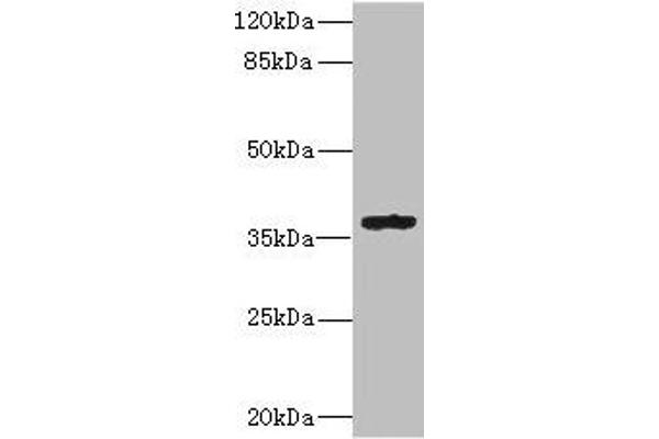GPR82 anticorps  (AA 273-336)