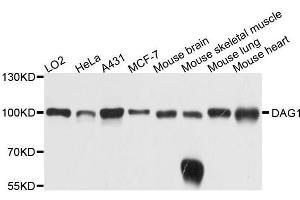 Western blot analysis of extracts of various cell lines, using DAG1 antibody. (Dystroglycan antibody  (AA 654-749))