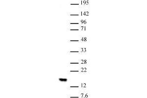 Histone H2BK5me1 (pAb) tested by Western blot. (Histone H2B antibody  (meLys5))