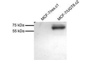 MCF7 overexpressing Human UGT8 and probed with AP31863PU-N (mock transfection in first Lane). (UGT8 antibody  (Internal Region))