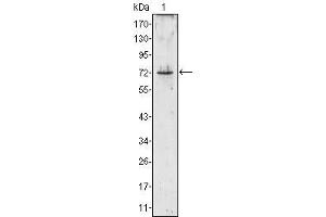 Western Blot showing PRTN3 antibody used against PRTN3 (aa28-256)-hIgGFc transfected HEK293 cell lysate (1).