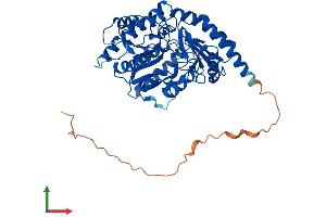 Protein Structure (PS) image for Alanine-Glyoxylate Aminotransferase 2-Like 1 (AGXT2L1) (AA 1-499) protein (His tag) (ABIN7558975)