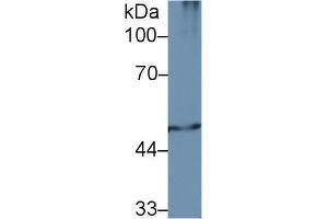 Western Blot; Sample: Mouse Spleen lysate; Primary Ab: 2µg/ml Rabbit Anti-Human PSMC2 Antibody Second Ab: 0. (PSMC2 antibody  (AA 1-433))