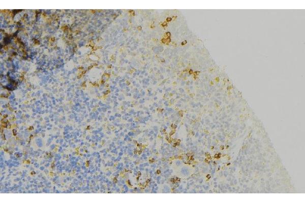 Attractin antibody  (N-Term)