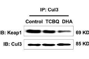 This image was generously provided by Yang Song, Ph. (Cullin 3 antibody  (AA 411-510))