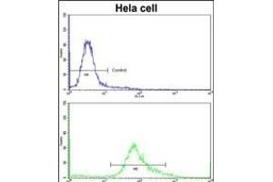 Flow cytometric analysis of hela cells using PHGDH Antibody (N-term)(bottom histogram) compared to a negative control cell (top histogram)FITC-conjugated goat-anti-rabbit secondary antibodies were used for the analysis.