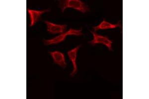 ABIN6273920 staining COS7 by IF/ICC. (FZD10 antibody)