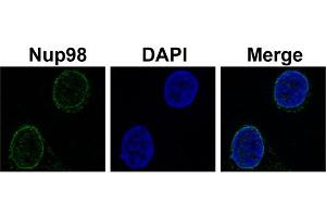 Immunofluorescence -- Sample Type: HeLa cellsDilution: 2ug/mL (NUP98 antibody  (N-Term))
