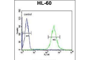 Flow cytometric analysis of HL-60 cells (right histogram) compared to a negative control cell (left histogram). (GDA antibody  (N-Term))