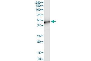 Immunoprecipitation of MFGE8 transfected lysate using anti-MFGE8 MaxPab rabbit polyclonal antibody and Protein A Magnetic Bead , and immunoblotted with MFGE8 purified MaxPab mouse polyclonal antibody (B01P) . (MFGE8 antibody  (AA 1-387))