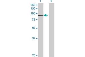 Western Blot analysis of PANK4 expression in transfected 293T cell line by PANK4 MaxPab polyclonal antibody. (PANK4 antibody  (AA 1-773))