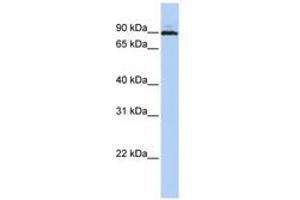 Image no. 1 for anti-Chromosome 10 Open Reading Frame 2 (C10ORF2) (AA 612-661) antibody (ABIN6740492) (C10orf2 antibody  (AA 612-661))